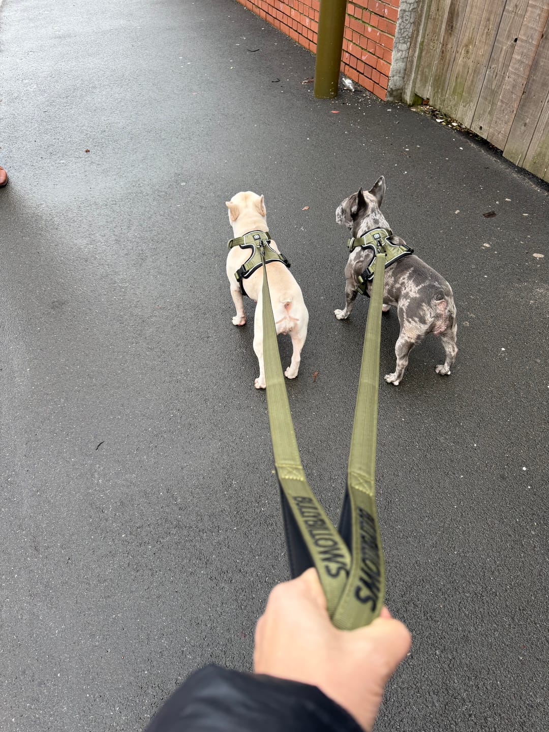 Customer photo review of Comfort Premium Harness | Non Restrictive - Khaki