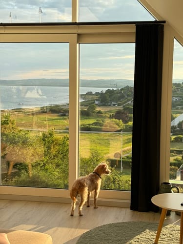 Kundes hund med det sorte Dog Copenhagen Urban Style™ Halsbånd, der står og kigger ud af et vindue.