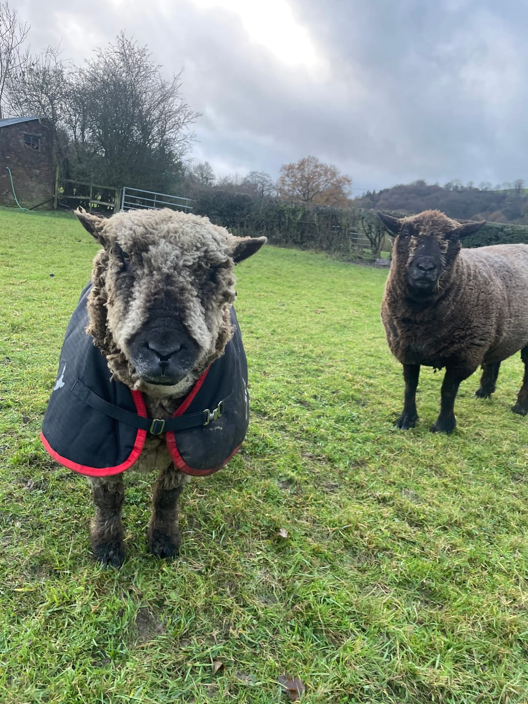 Customer photo review of Sheep Coat | Waterproof