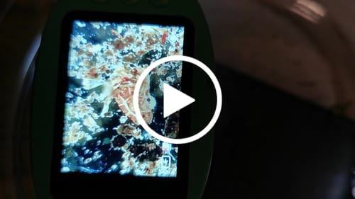 Customer video review of Edubini Abenteuer-Mikroskop® (Geschenk-Starterset)