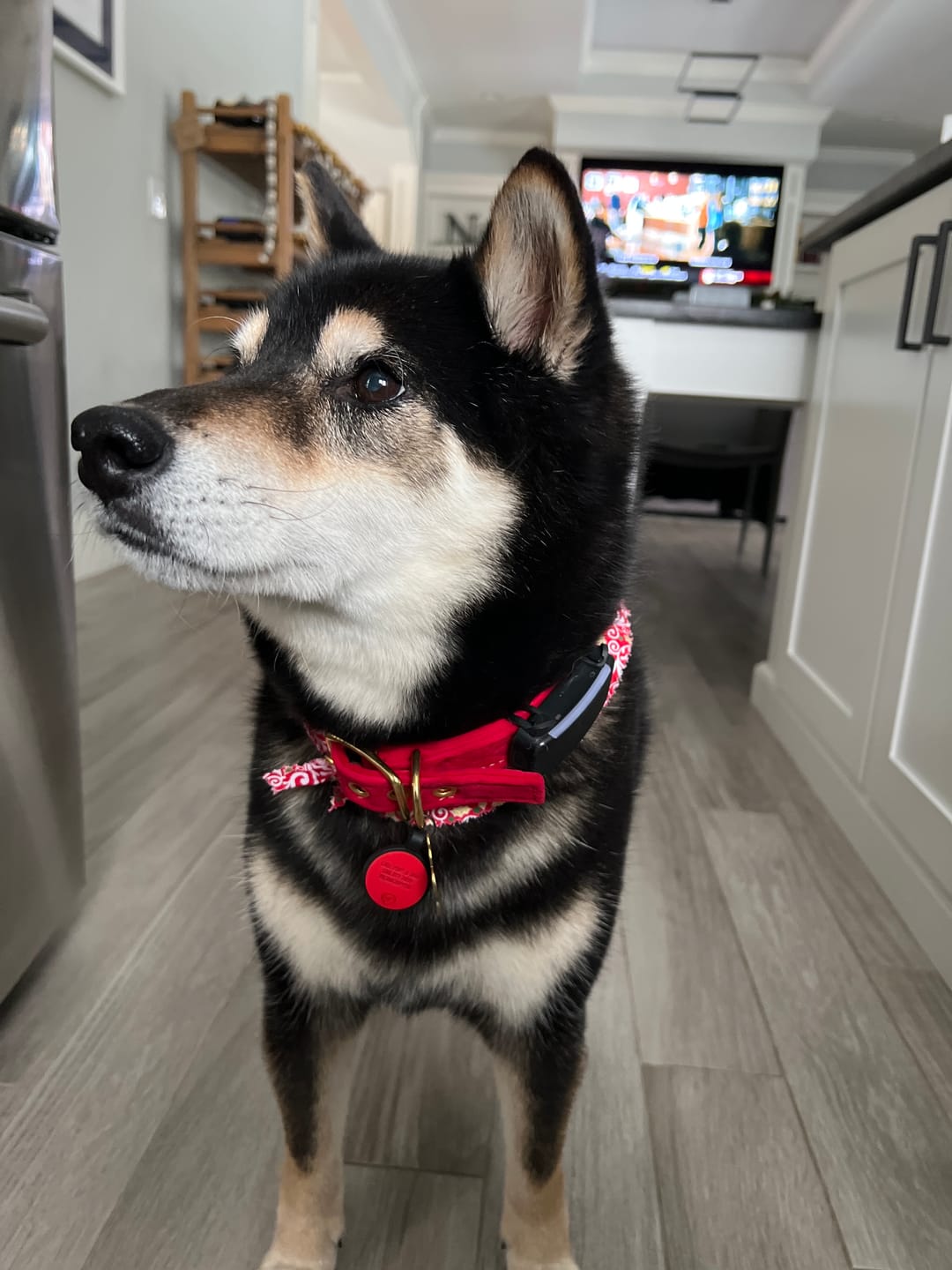 Customer photo review of Red Washable Velvet Cat & Dog Collar