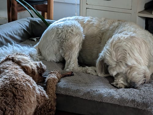 Customer photo review of Beef Pizzle (THICK & Long)