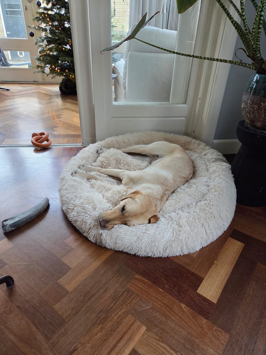 Customer photo review of Pet Perfect Fluffy Donut Hondenmand - Rond - Wasbaar