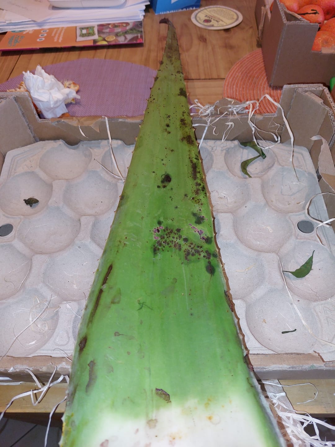 Customer photo review of Aloe Vera frisch Bio