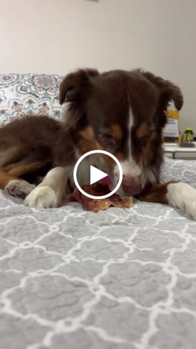 Alejandra L. review of Air-Dried Pig Ear image 1 out of 1