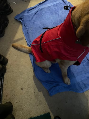Customer photo review of Vimy & DryDogs Lightweight Waterproof Raincoat with Harness Hole Zip