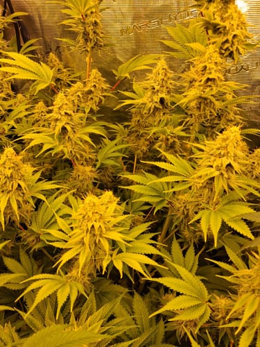 Customer photo review of Tundra™ Hybrid Fertilizer For Fruit & Flower Development