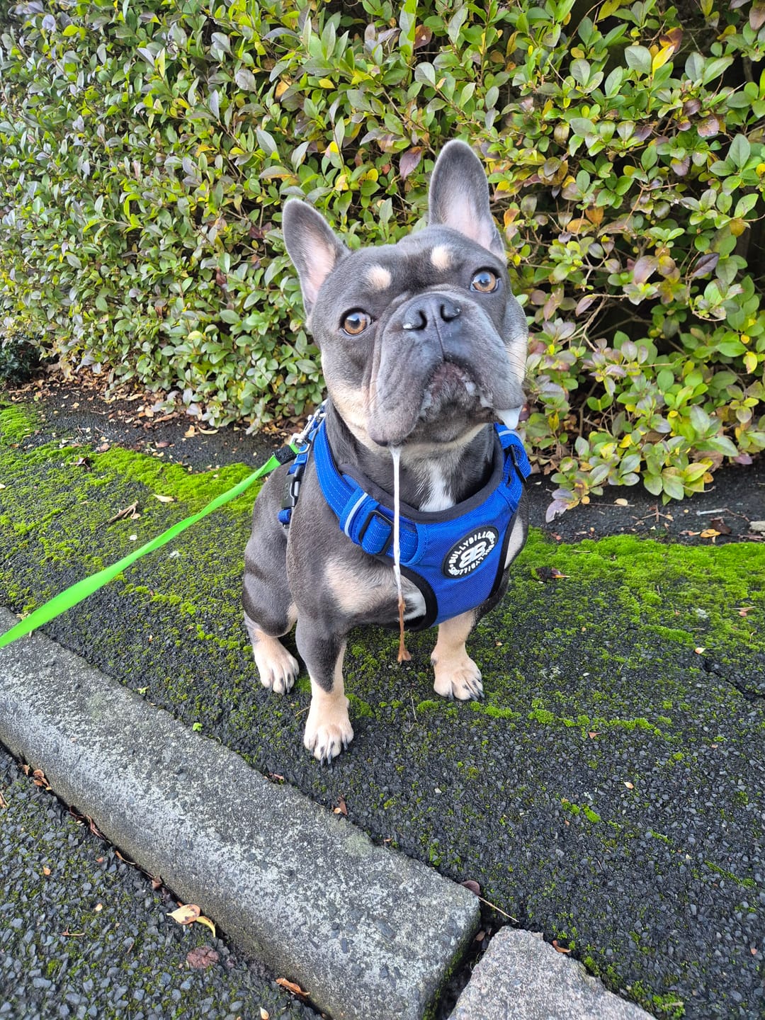 Customer photo review of Comfort Premium Harness | Non Restrictive - Blue
