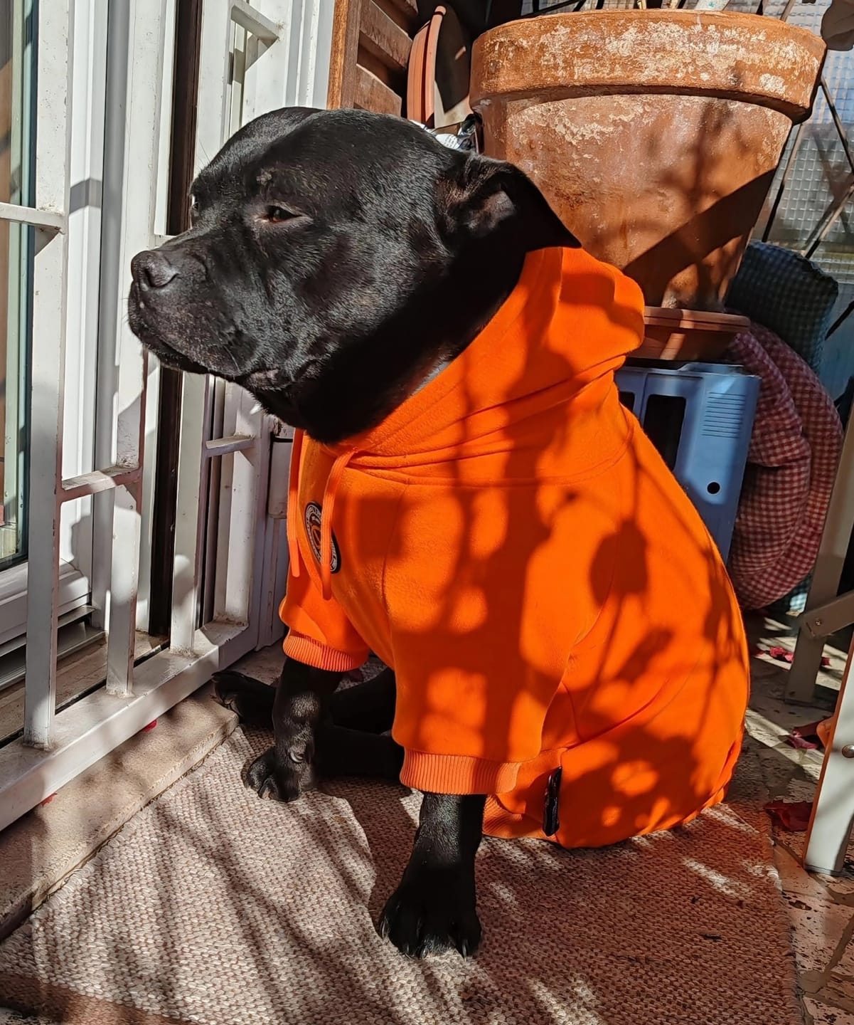 Customer photo review of Staffordshire Bull Terrier 1935® Hoodies - Orange