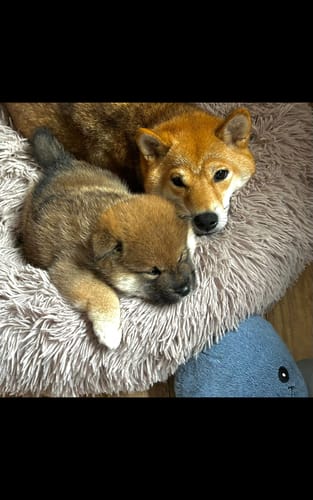 Customer photo review of Puppery Hundebett Wolke 7 - Das Original