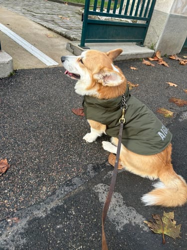 Customer photo review of Pet RainPack Warm