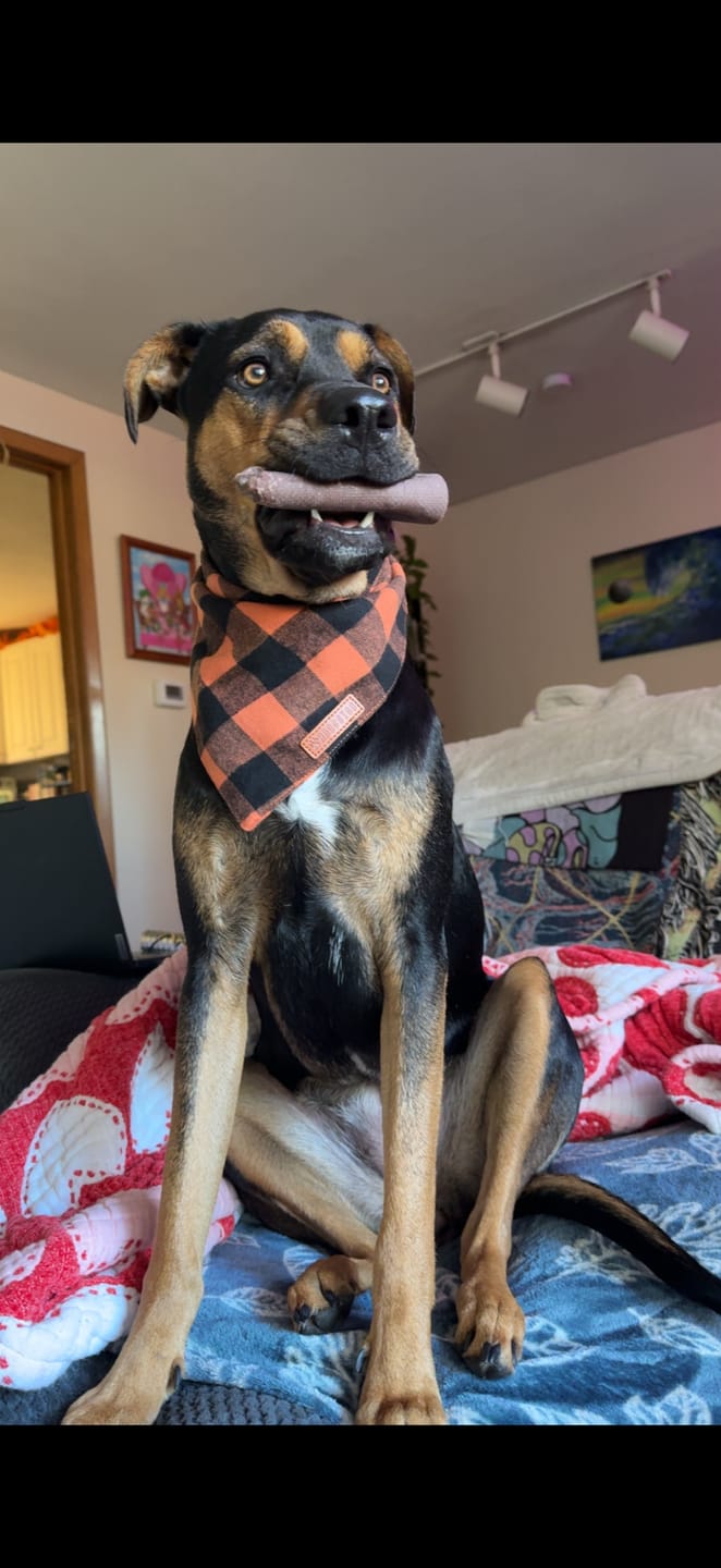 Customer photo review of Mint Yak Chews One Size Fits All