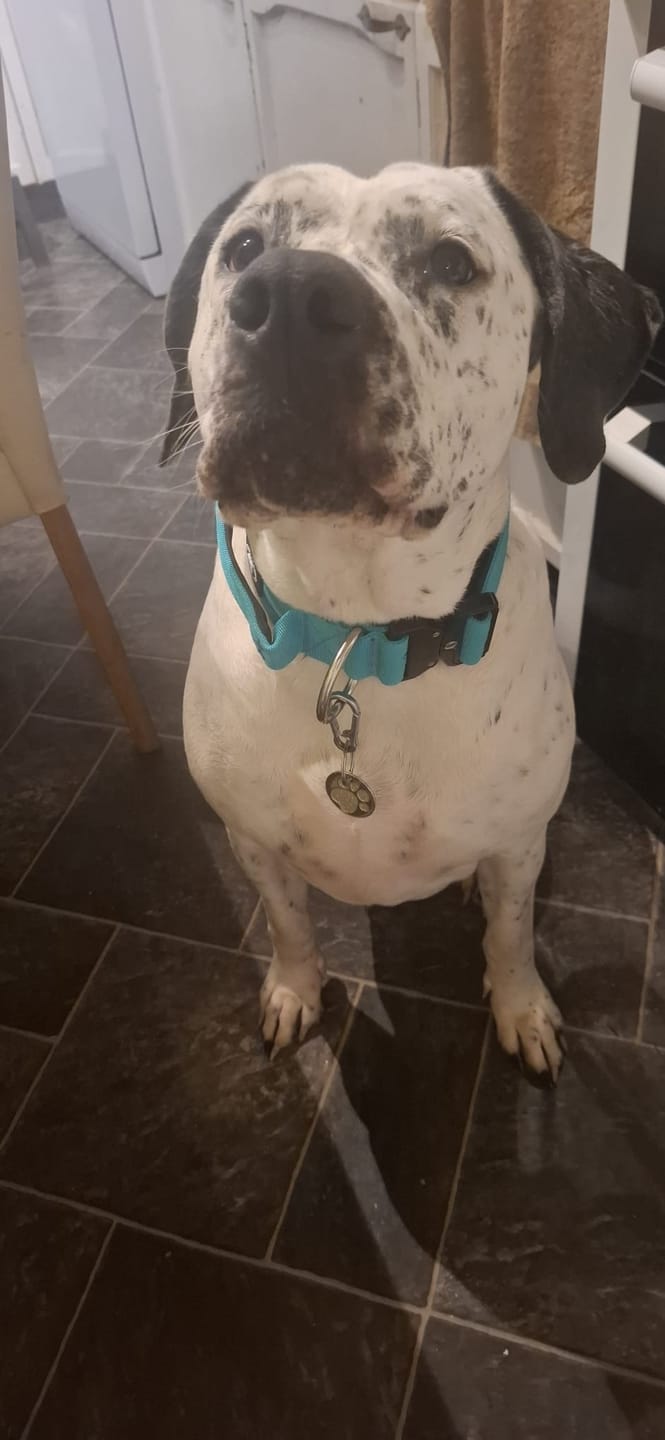 Customer photo review of 5cm Combat® Collar | With Handle & Secure Clip - Turquoise