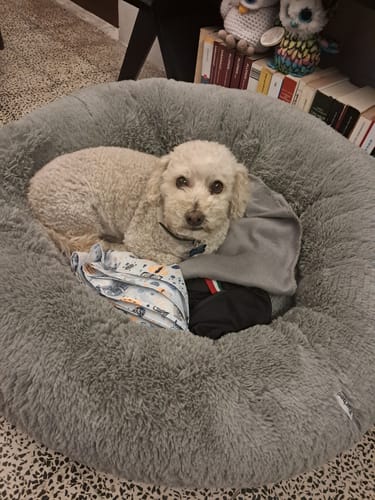 Tania Pulido P. review of Cama Antiestrés para Perros image 1 out of 1