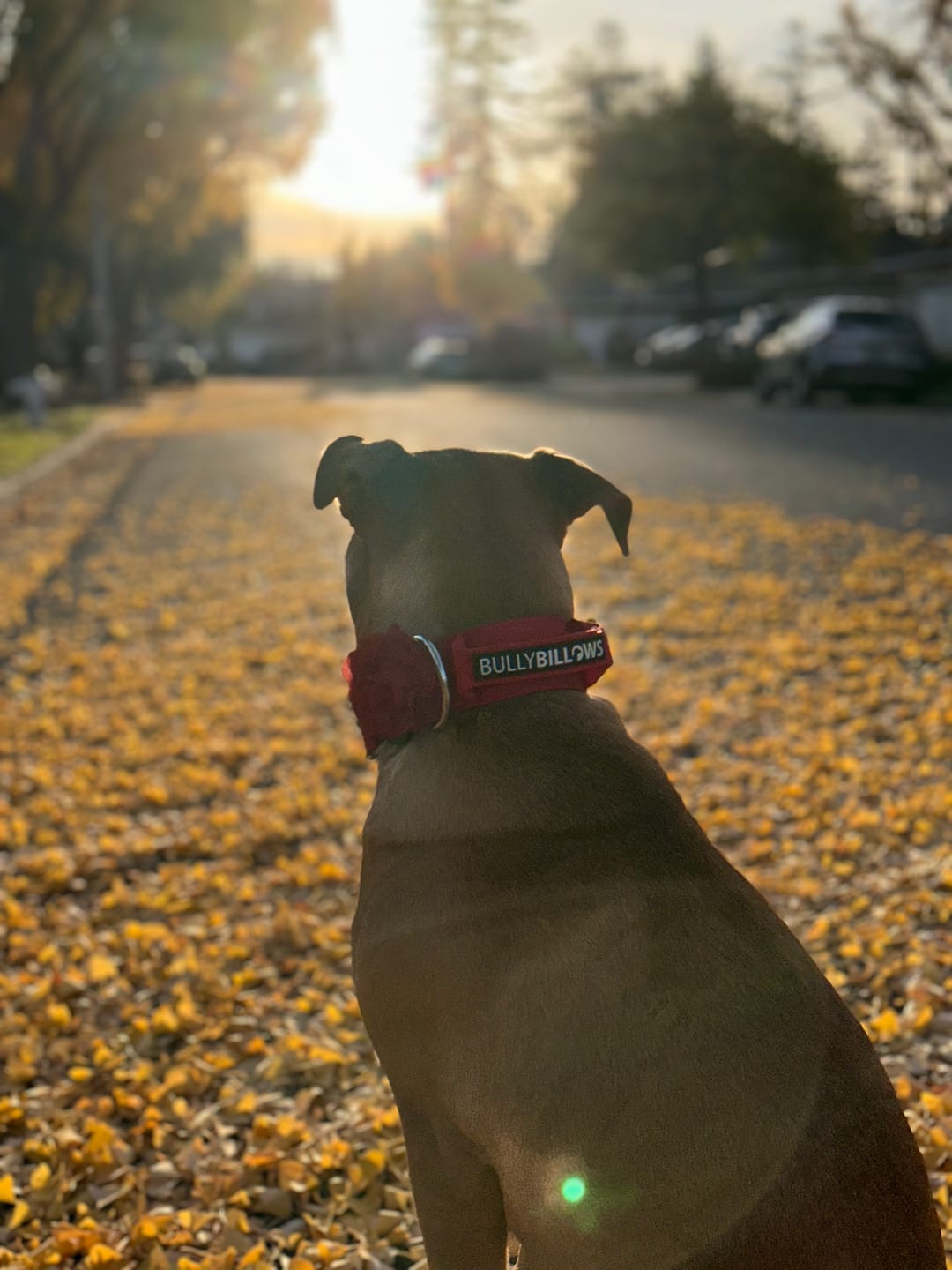 Customer photo review of 5cm Combat® Collar | With Handle & Secure Clip - Red