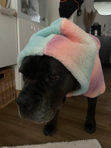 Alexandra Z. review of Fluffdreams Blanket Dog Hoodie - Pastel Icing image 2 out of 2