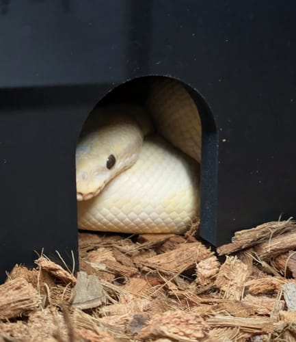 Customer photo review of BlackBox Hides Medium 9x9x4"