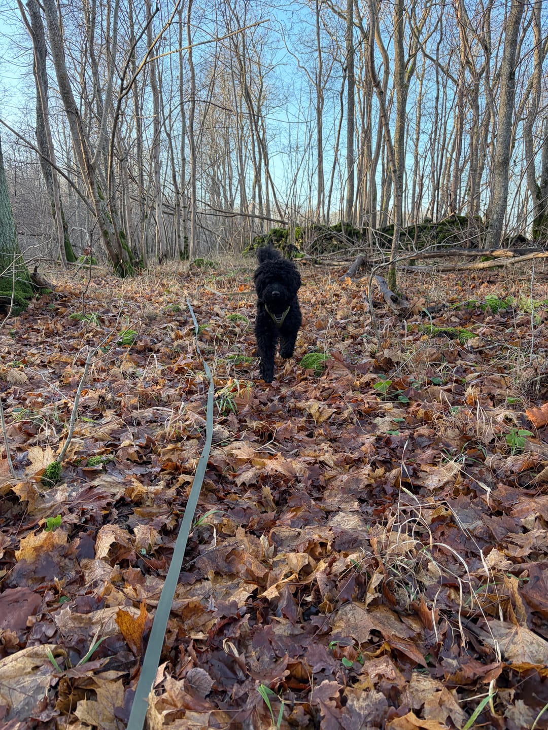 Customer photo review of Spårlina 10 m och 15 m - 16 olika färger