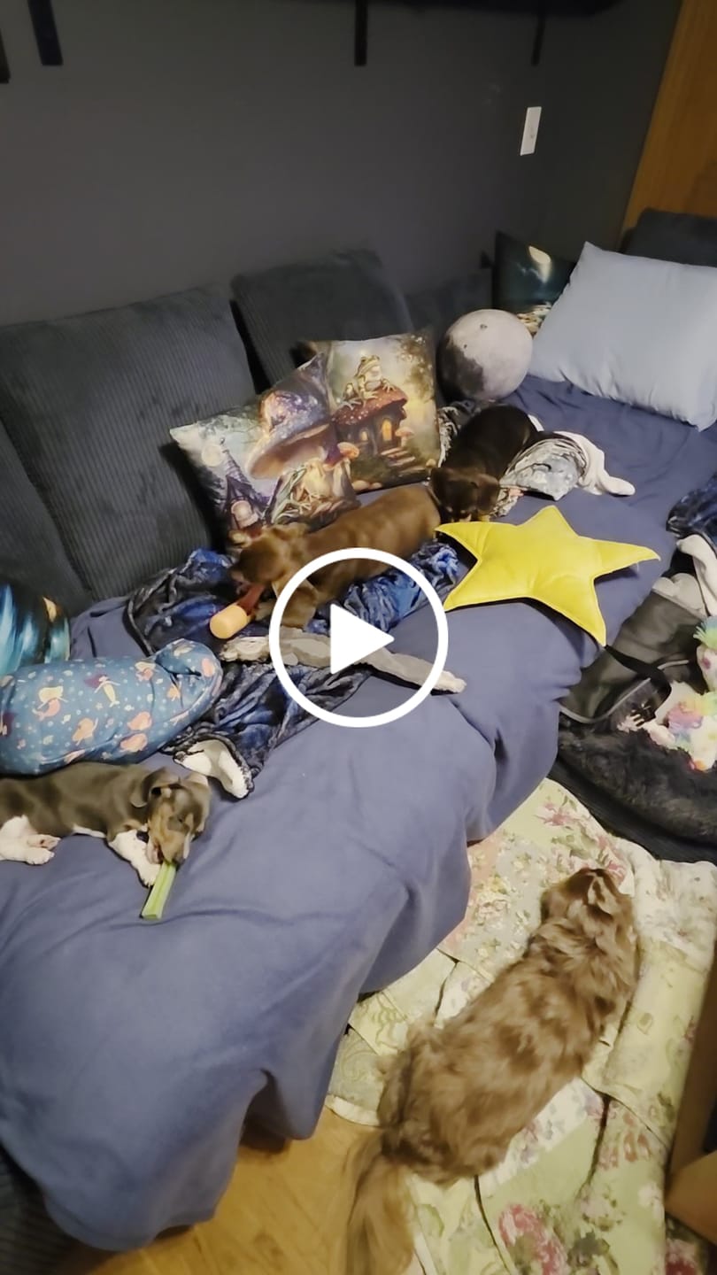 Customer video review of Coconut Yak Chews