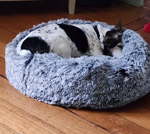 Tania M. review of Calming Pet Bed with Removable Cover image 1 out of 1