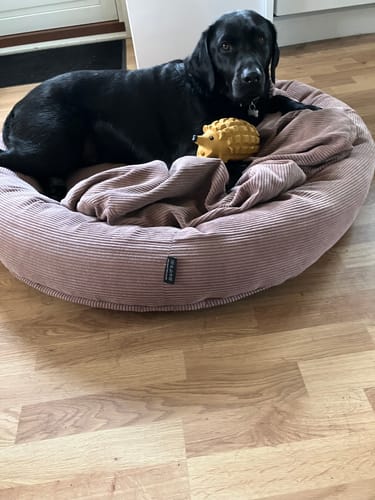 Ina Hvid C. review of Gryntende Pindsvin, assorteret 19,5cm image 1 out of 1