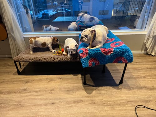 Customer photo review of HiK9 Bed with Black Mesh Cover