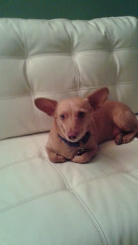 Customer photo review of PuppyPad