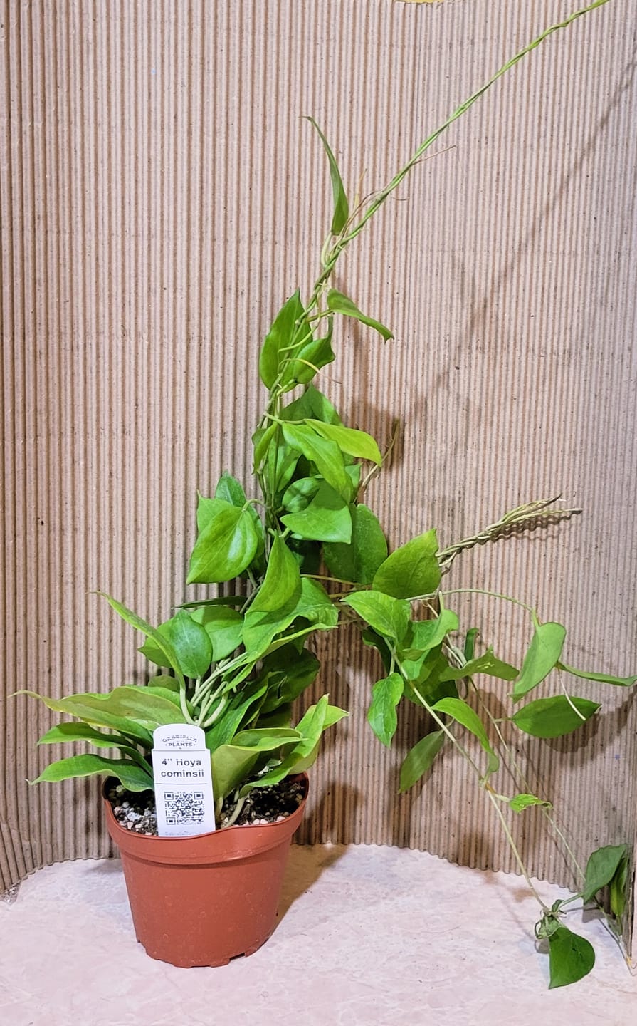 Customer photo review of Hoya cominsii