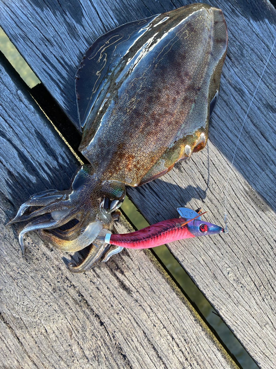 Customer photo review of Tuna Flesh and Bone Squid Jig