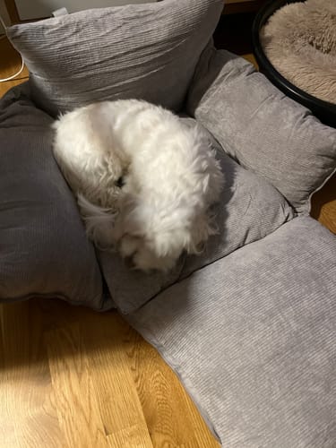 Anmelders hvide hund sover på det grå hundesæde i fløjl, der er foldet ud til en seng på gulvet.