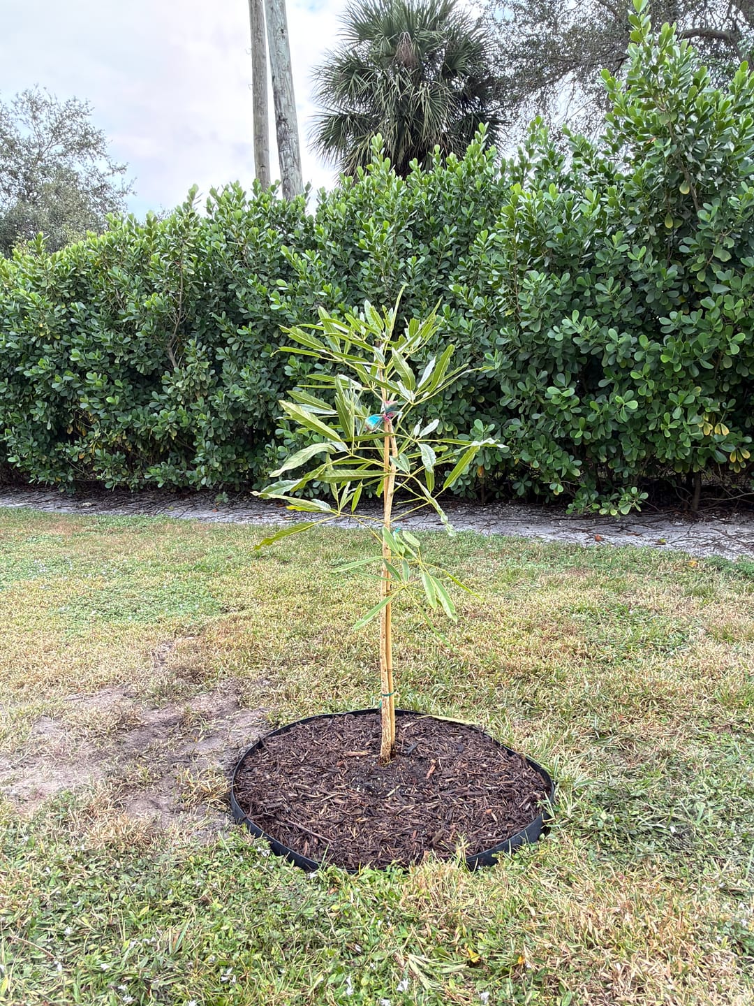 Customer photo review of Yellow Trumpet Tree, Tabebuia Flowering chrysantha