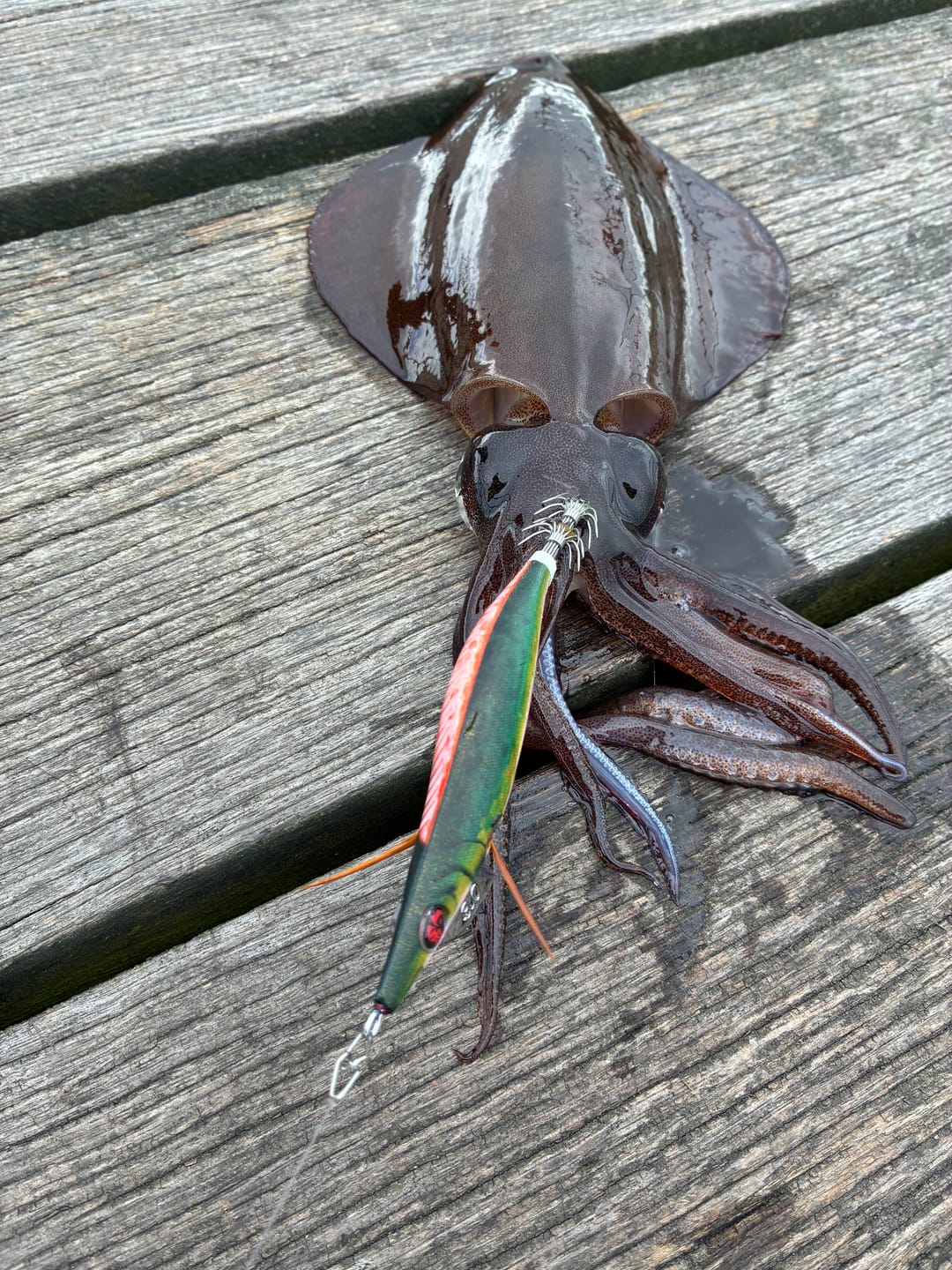 Customer photo review of Kingfish Skin and Bone Squid Jig (Half Skin / Half Bones)