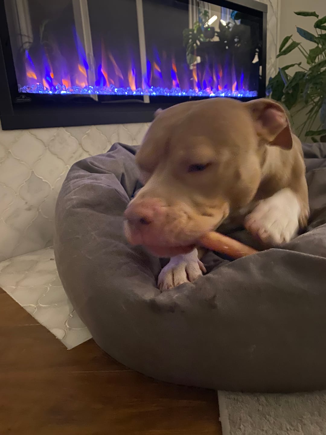 Customer photo review of 6 Inch Thick Braided Bully Stick