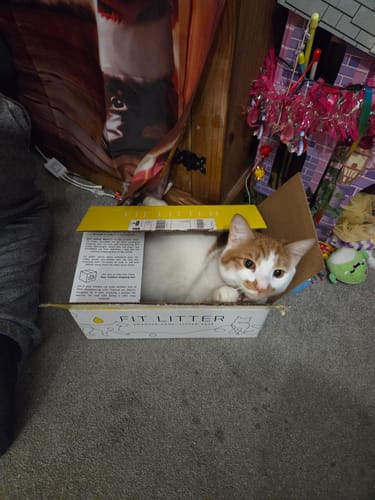 Customer photo review of 3 Month Supply - 1 Cat