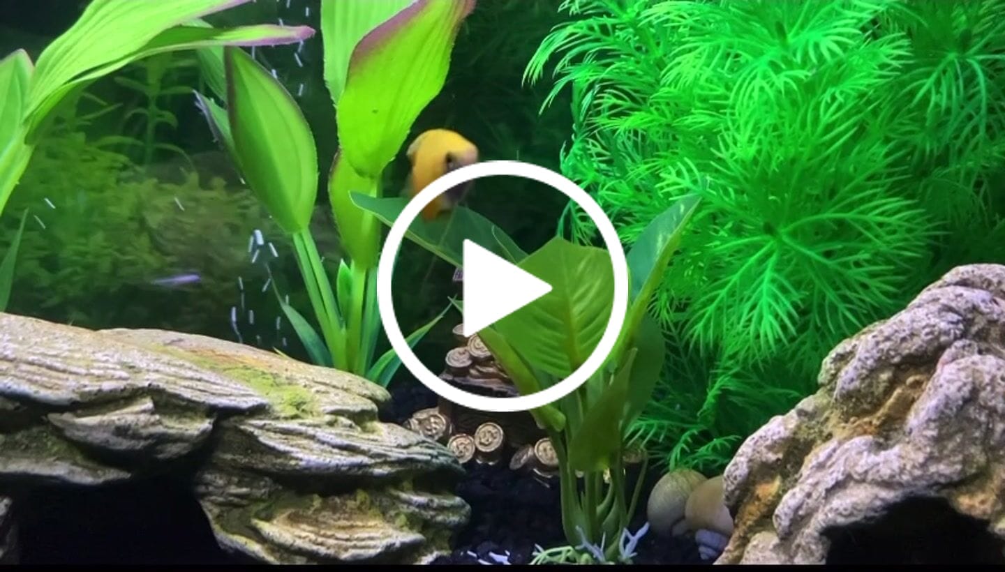 Customer video review of Northfin Community Formula