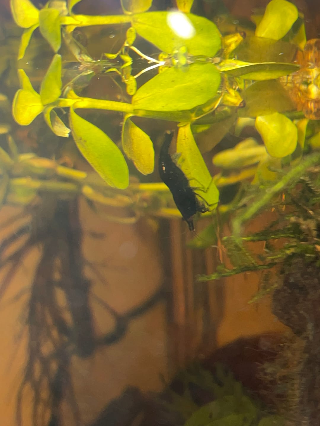 Customer photo review of Green Jade Shrimp