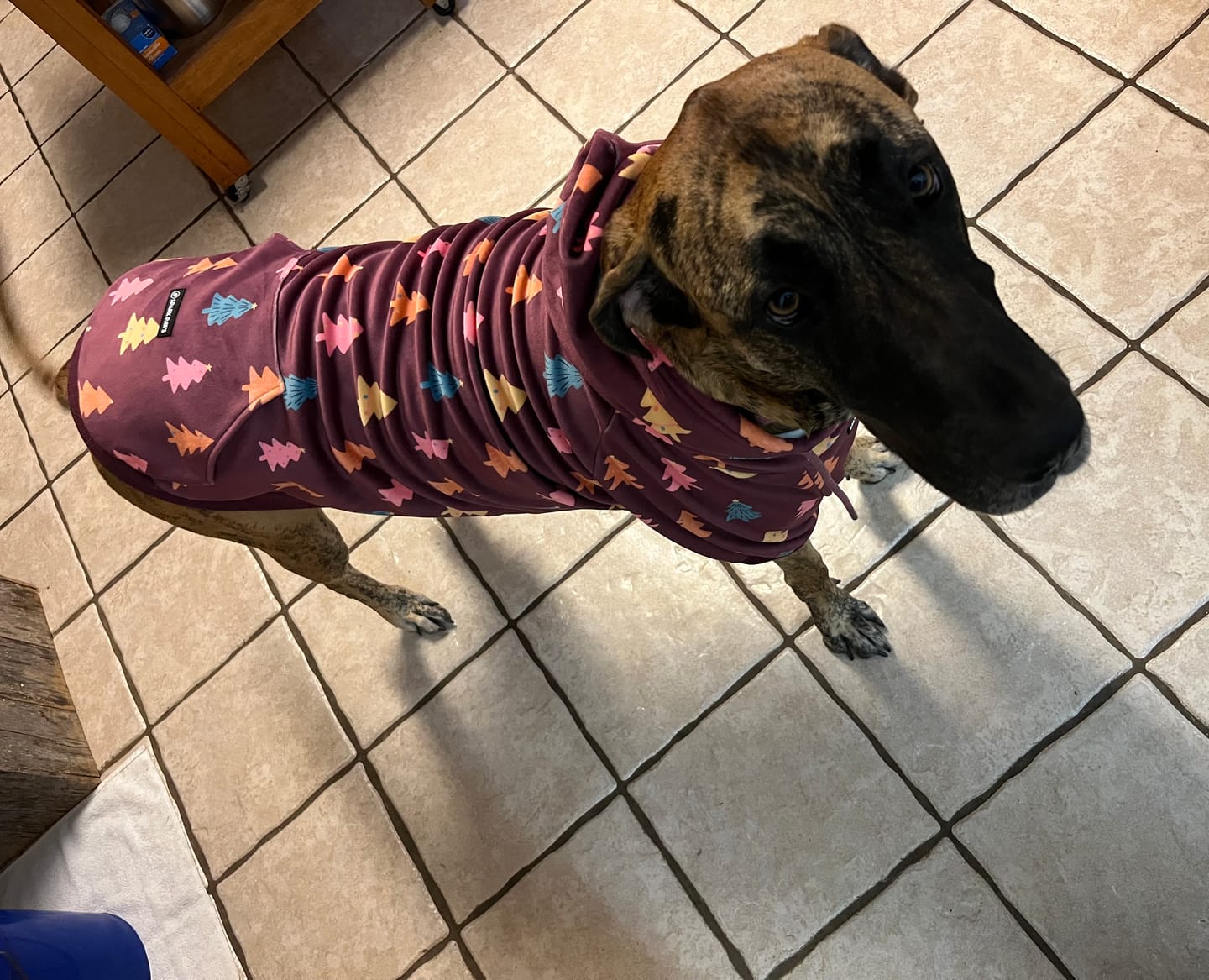 Customer photo review of Christmas Dog Hoodie - Candy Trees