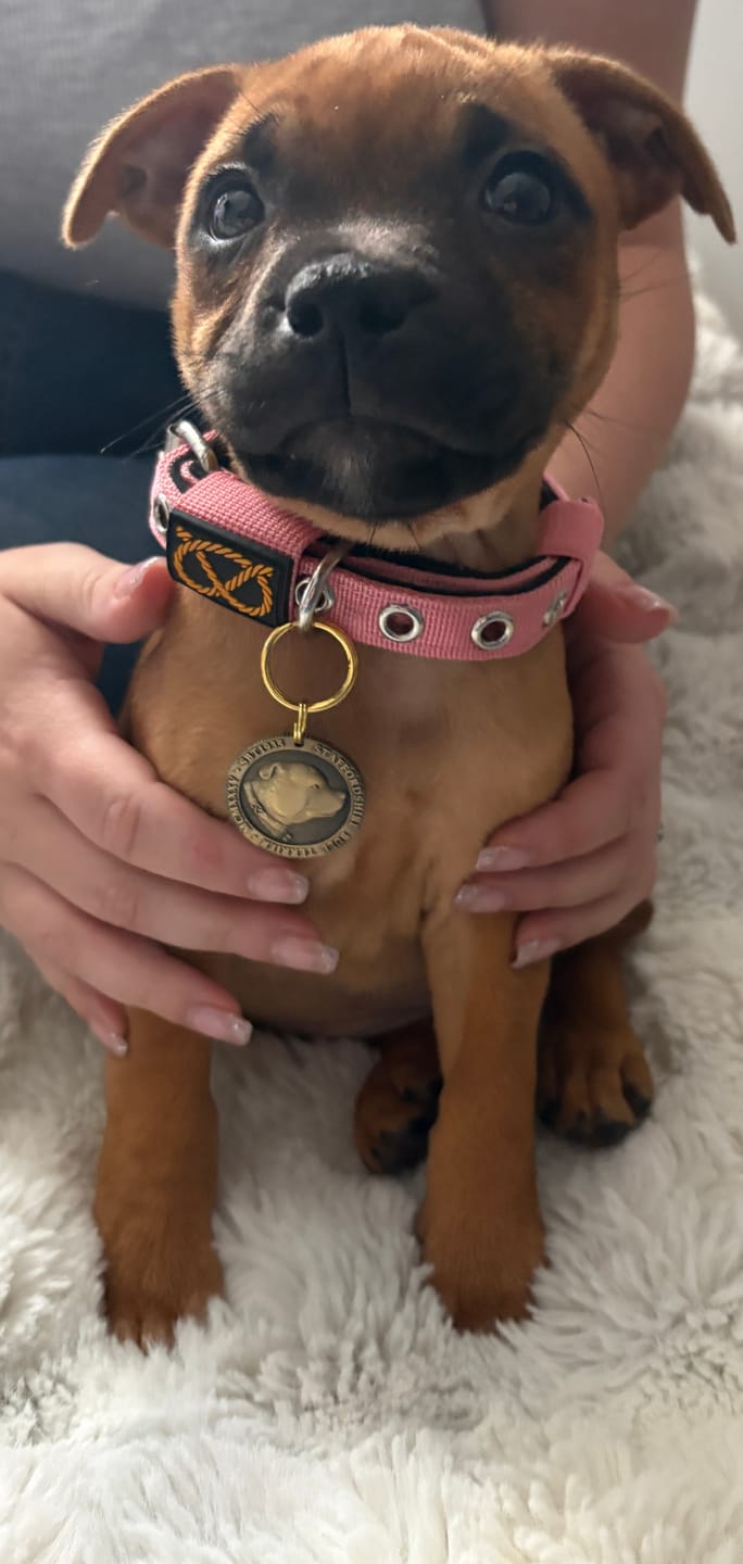 Customer photo review of Staffordshire Bull Terrier 1935® Puppy Collar & Leash Set - Baby Pink