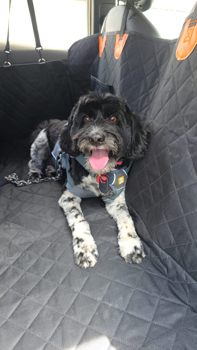 Customer photo review of Funda Impermeable THE DOGS — Auto limpio, perro seguro