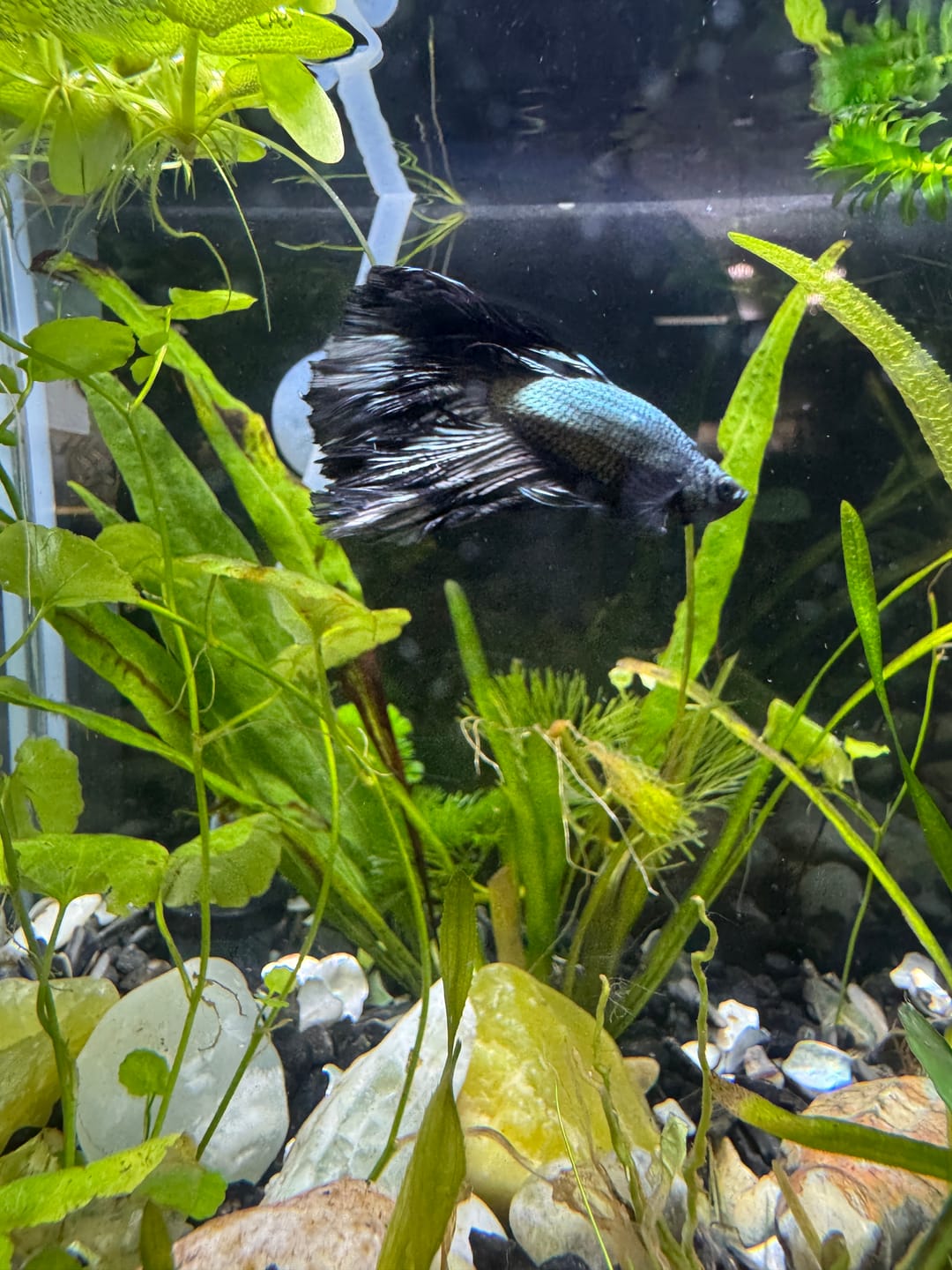 Customer photo review of Copper Steel Halfmoon Male Betta Fish