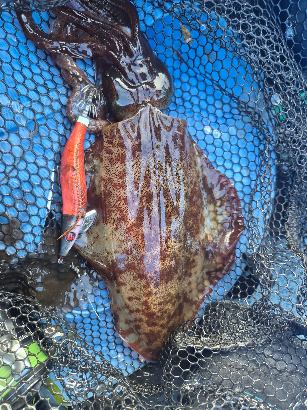 Customer photo review of Kingfish Flesh and Bone Squid Jig