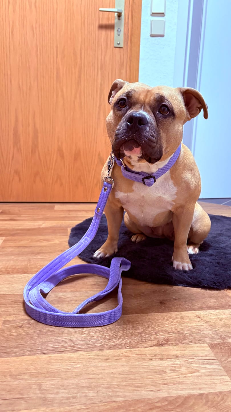 Customer photo review of Walk Leash Baby Purple - Säkert nylonkoppel i olika längder