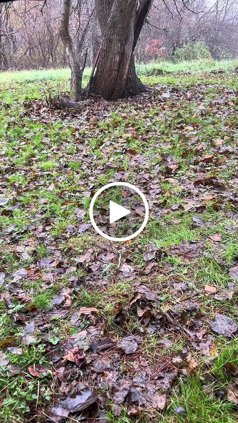 Customer video review of Haven Tent Rainfly