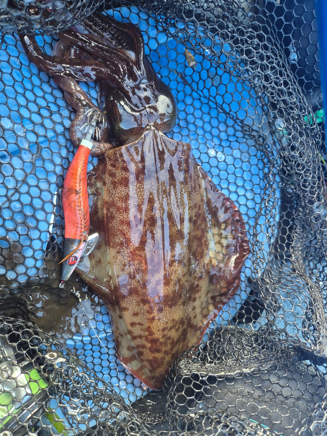 Customer photo review of Tuna Skin and Bone Squid Jig (Half Skin / Half Bones)