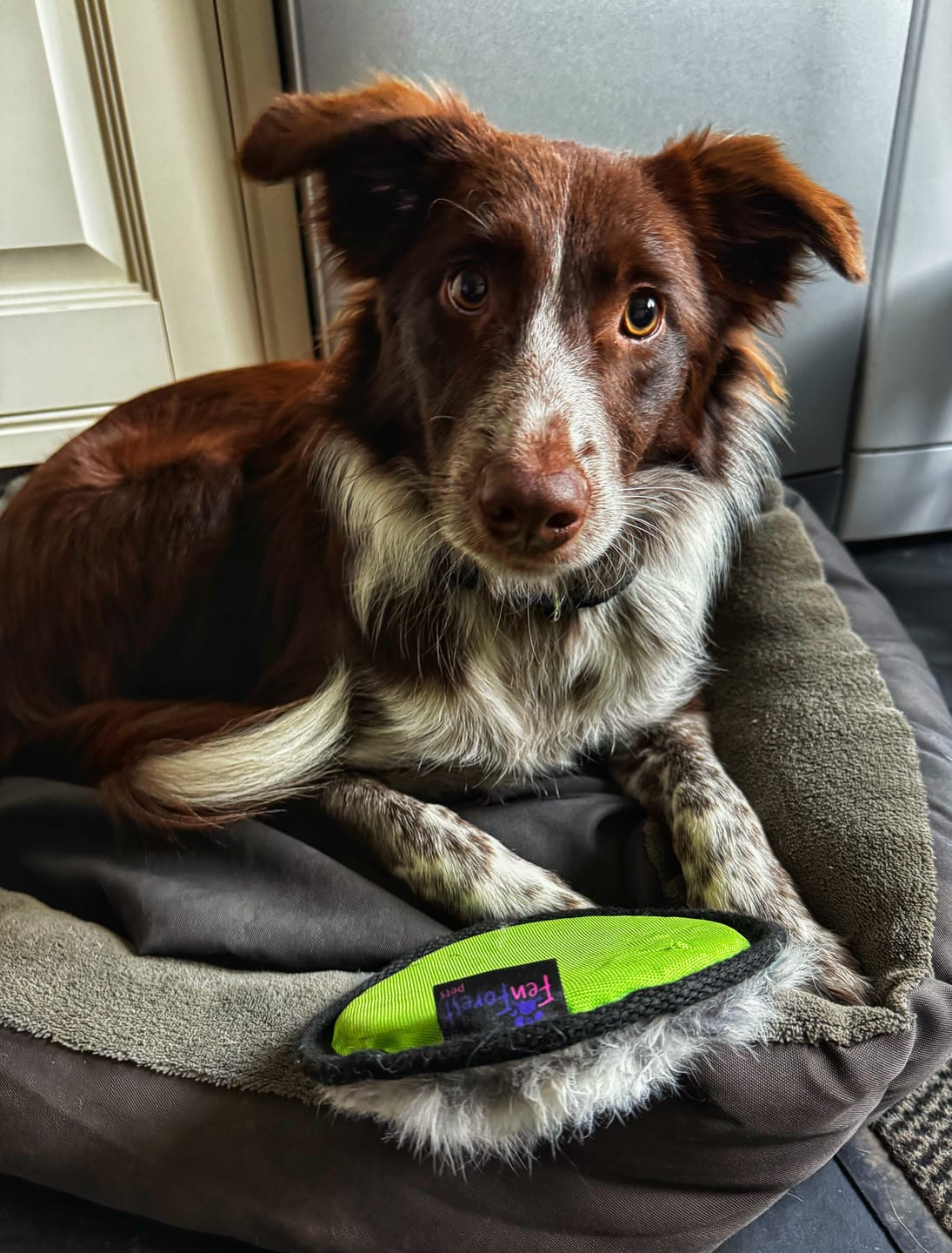 Customer photo review of Rabbit Fur Frisbee