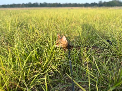 Melanie M. review of Naturreines Katzenstreu image 1 out of 5