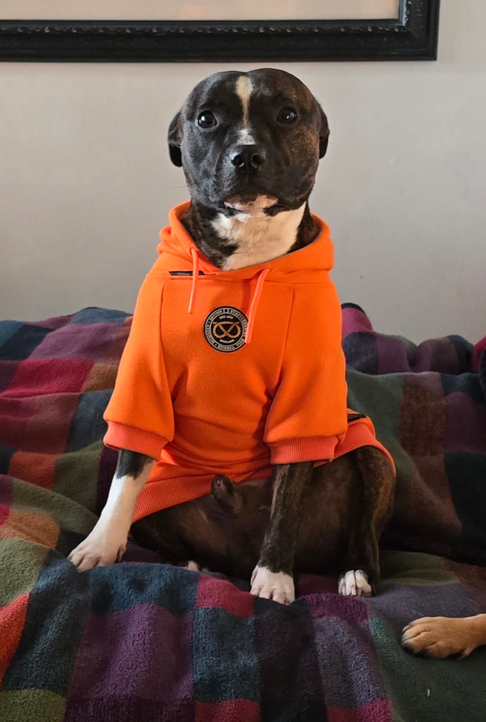 Customer photo review of Staffordshire Bull Terrier 1935® Hoodies - Orange