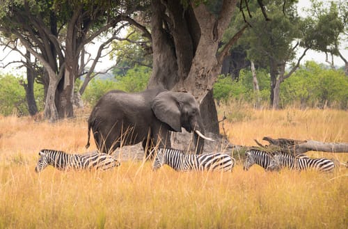 Customer's wildlife photo of an elephant and zebras edited with the Fur Babies Photoshop Actions.