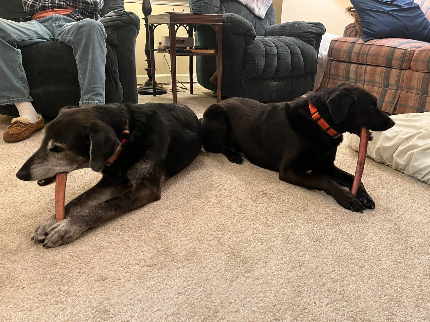 Customer photo review of 12 Inch Extra Thick Bully Sticks
