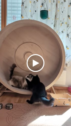 Jeanette E. review of Elmato Katzenlaufrad Rocky Standmodell image 1 out of 1